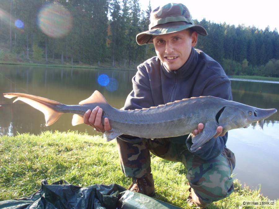 Jeseter 80cm