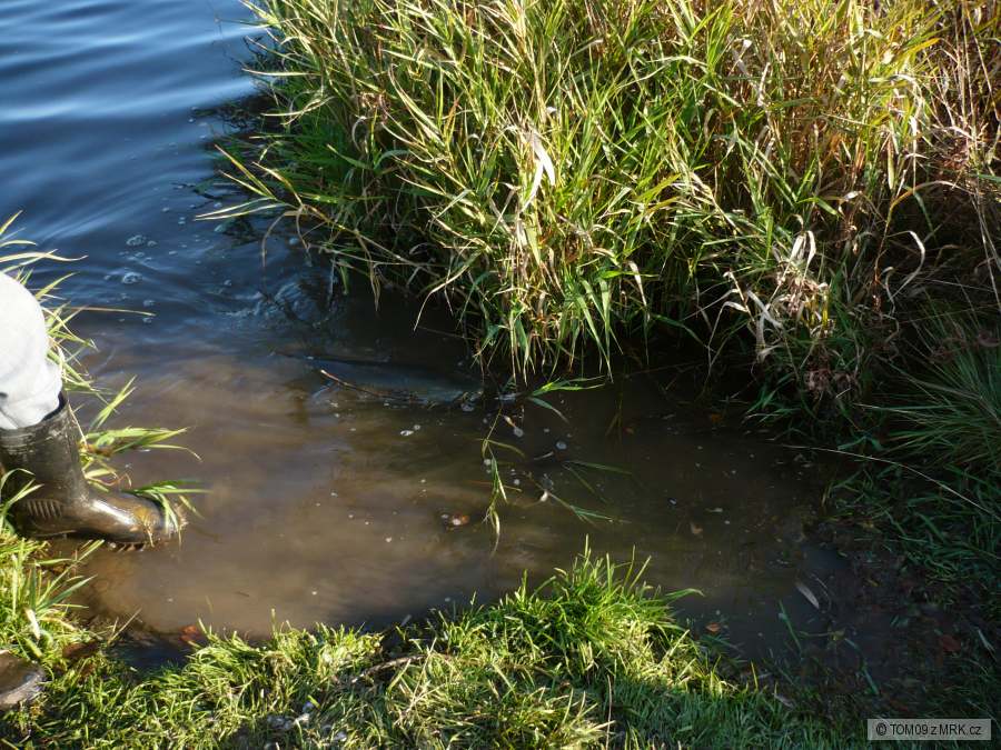 amur zvítězil nad rybářem plave dál