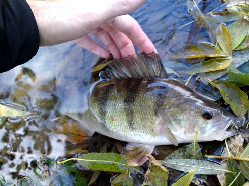 Ostrie� 33 cm 