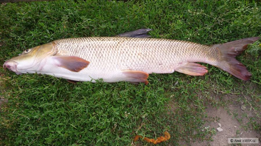 Mrena 62cm