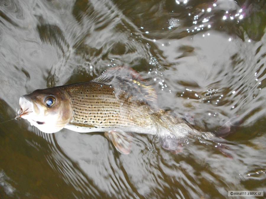 lipan ze střely na podzim