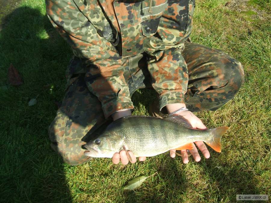 43 cm 1,31kg