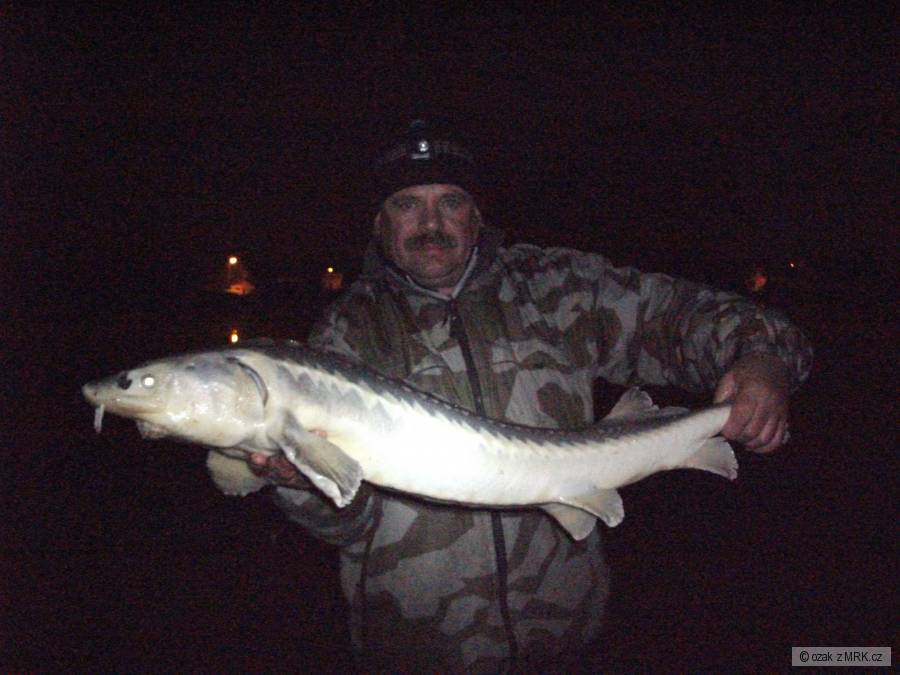 noční lov 28.10.2010