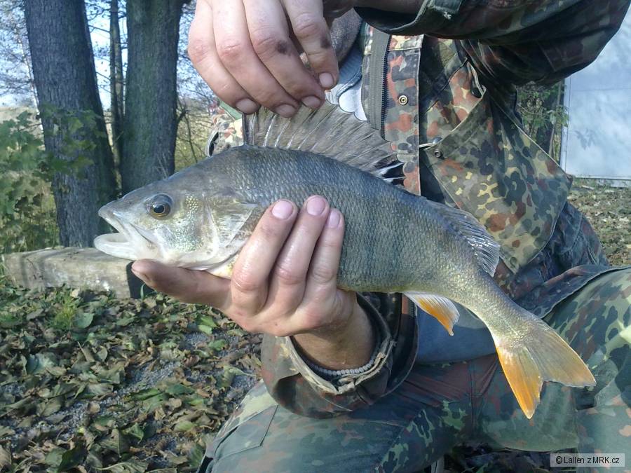 30.10.2010. 40 cm