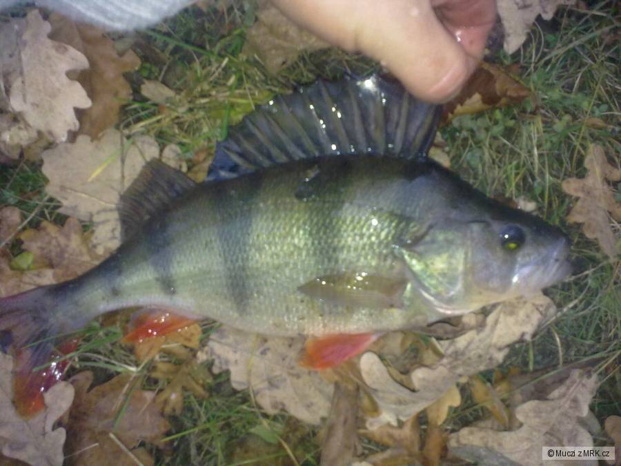 Okounek 29cm