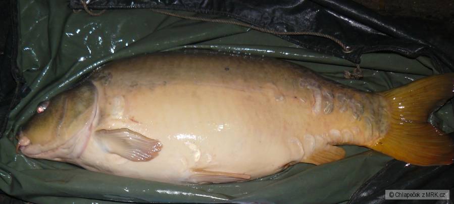 Kapřík