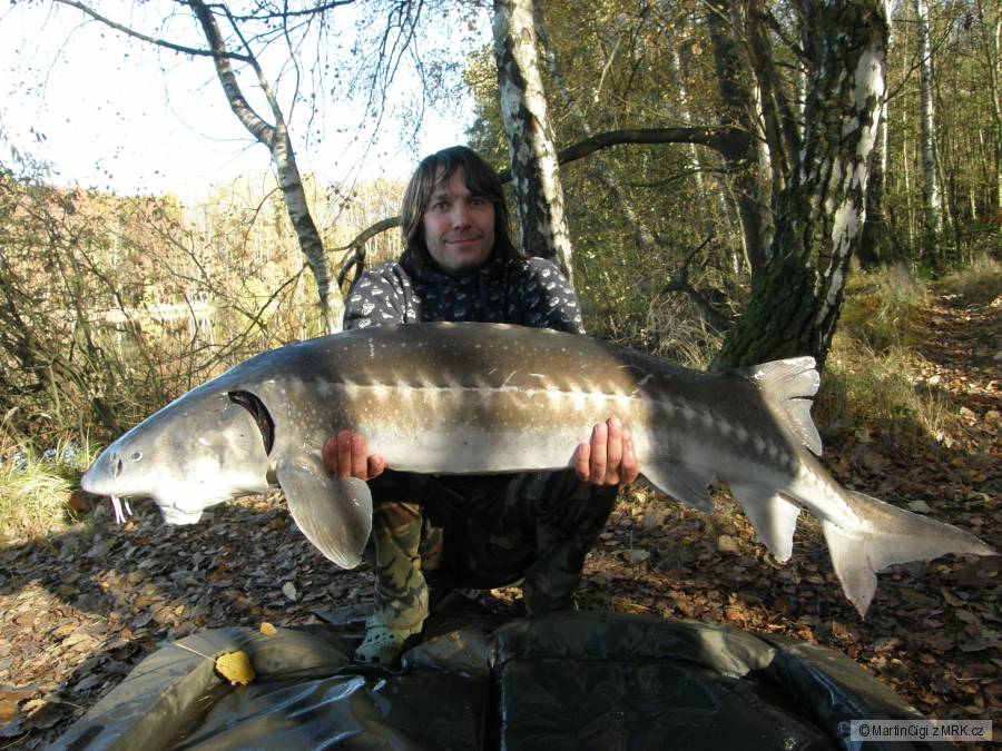 Jeseter hvězdnatý, 27kg