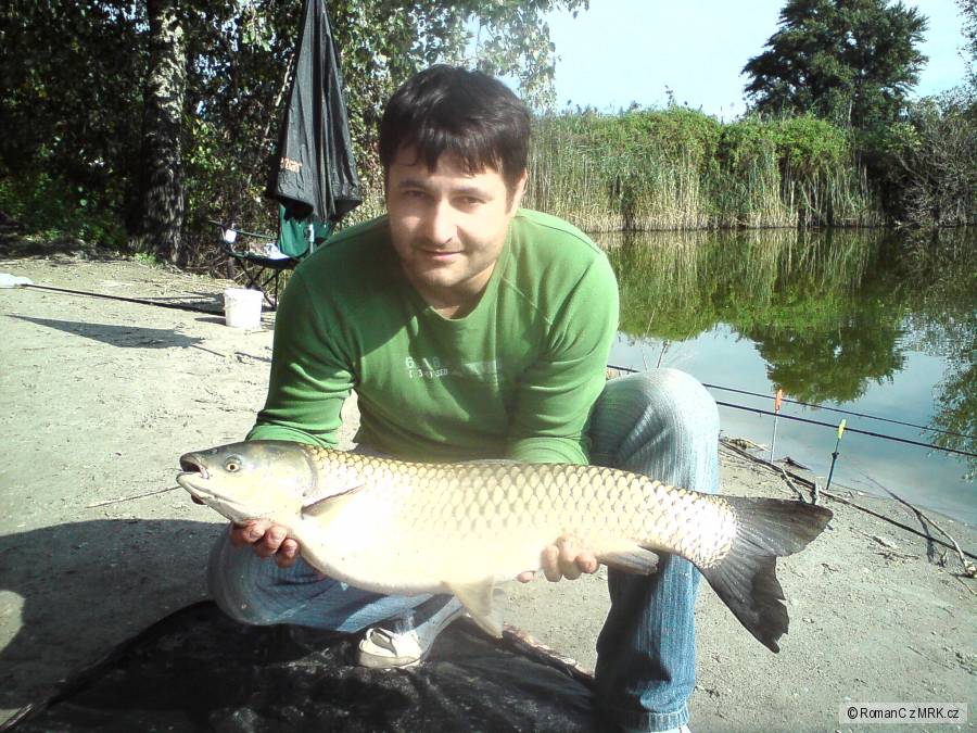 Amur na feeder.