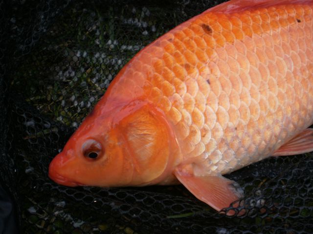 koi
