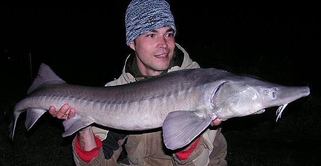 Jeseter 124cm 8.00kg
