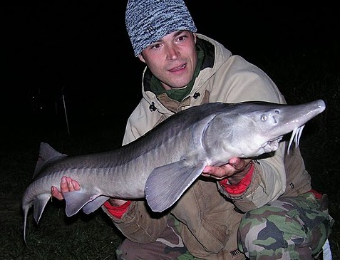 Jeseter 124cm 8.00kg