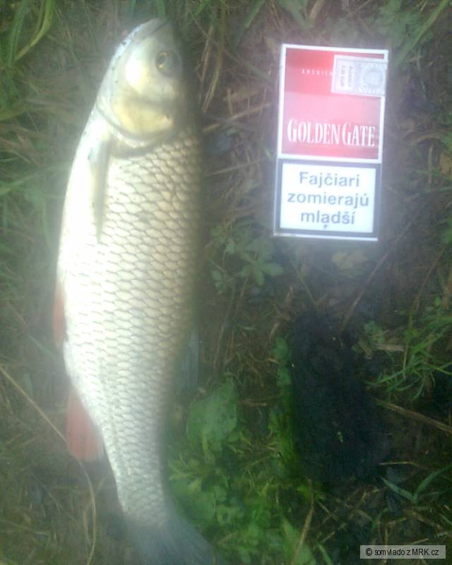 44cm