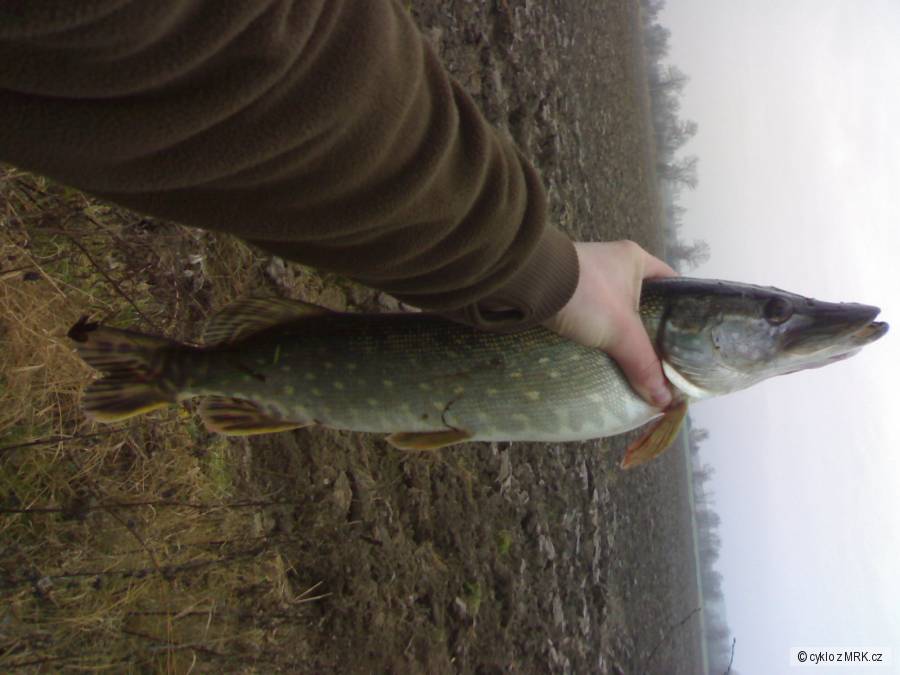 štika 54 cm