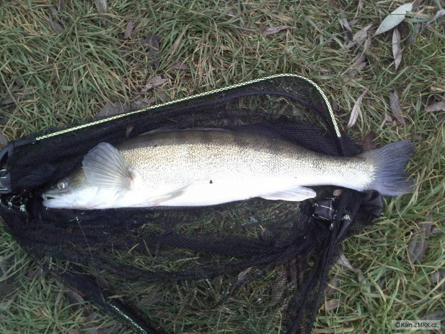 Candoš 68 cm