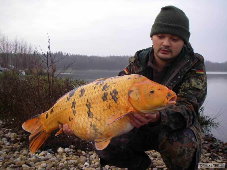 koi
