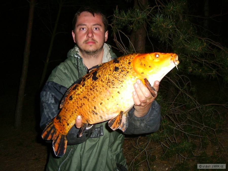 Koi