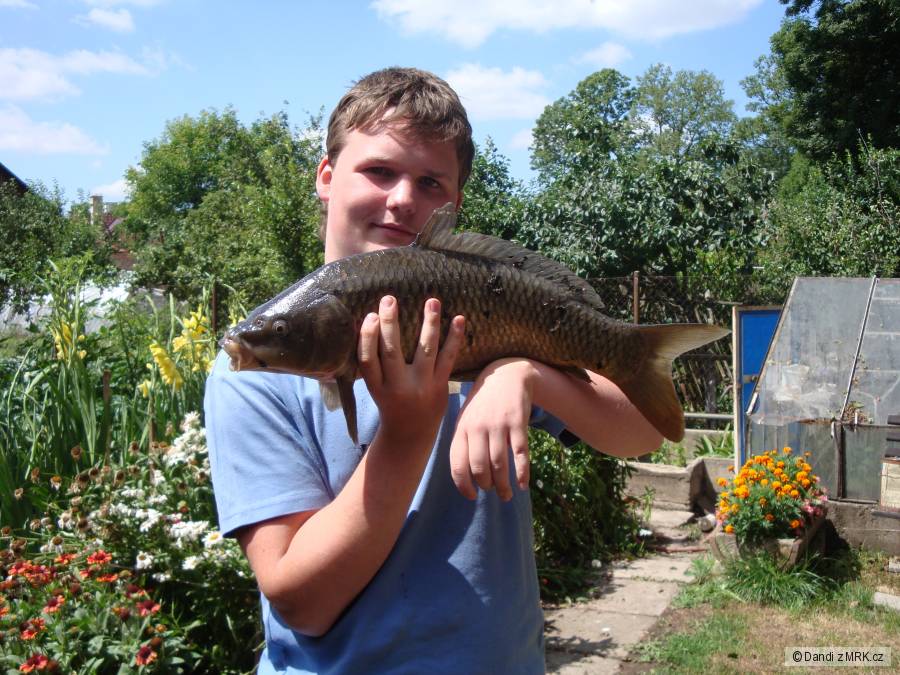 Kapr 50 cm