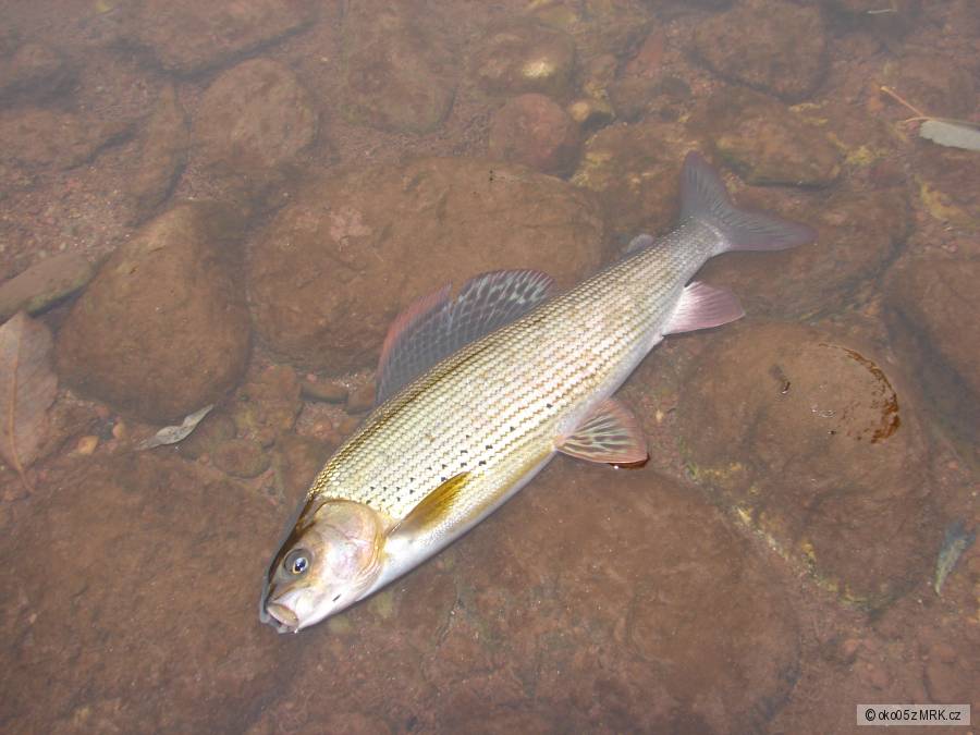 28.11.2010 lipan