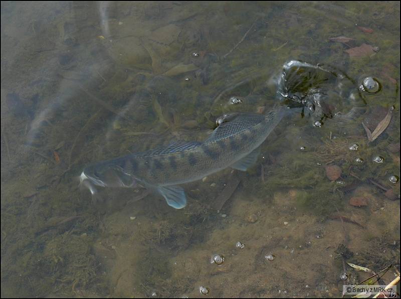 candoš
