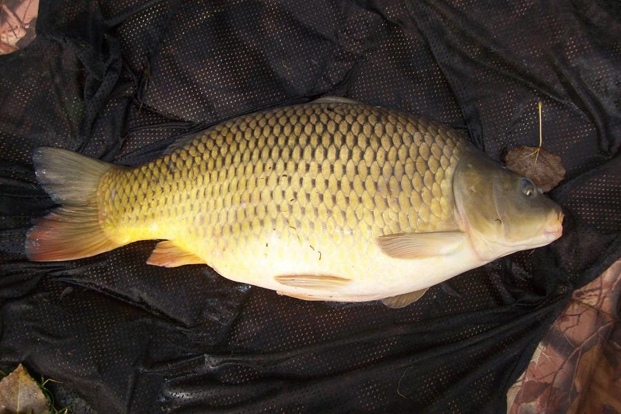kapr 73 cm a 11 kg