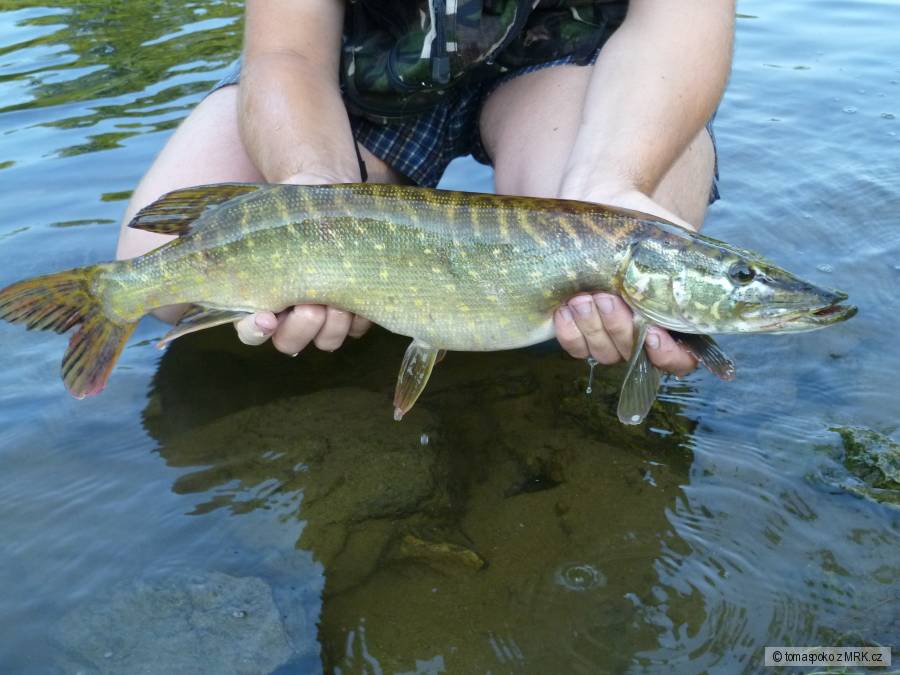 štika