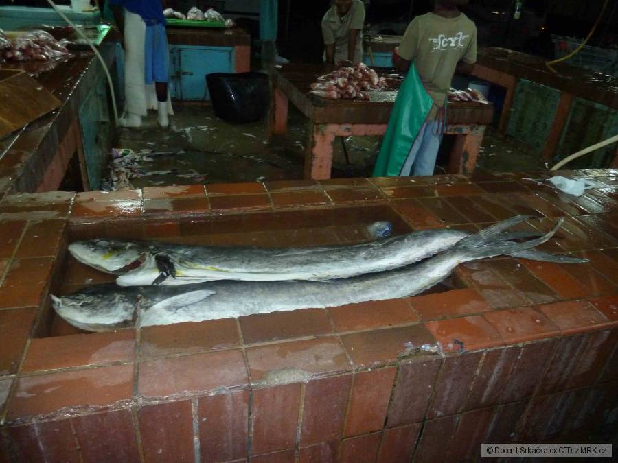 dorado (barbados)