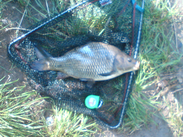 kapříci 35cm