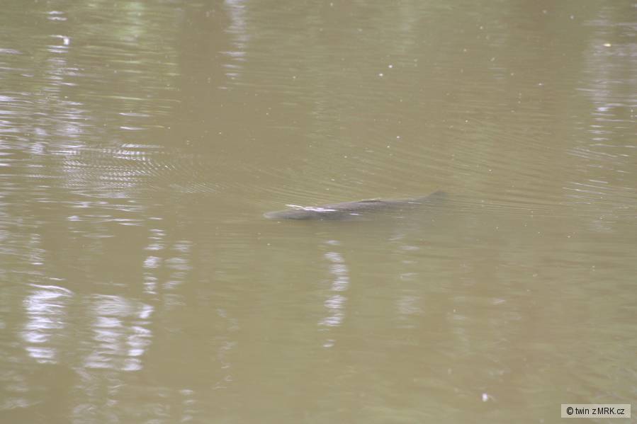 amur torpedo