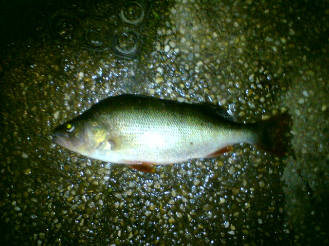 Okoun 31.5 cm