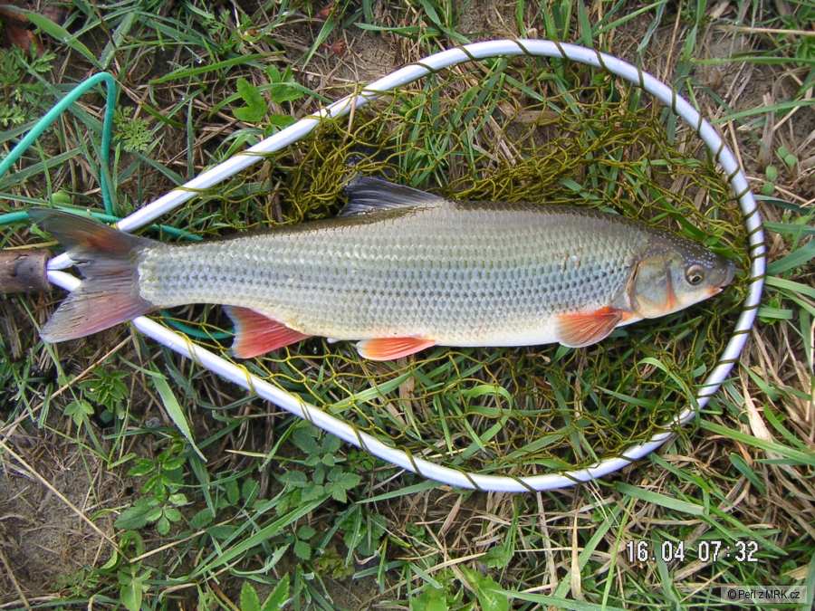ostroretka 38cm
