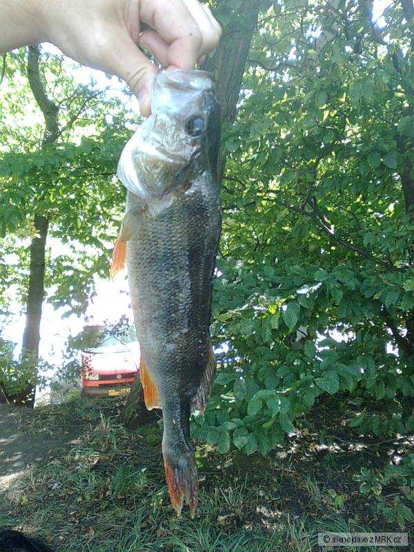 okoun 33cm