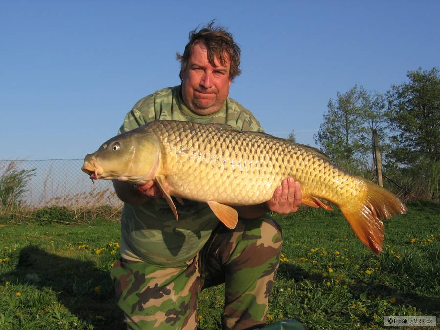 kapr 93cm 13.5 kg