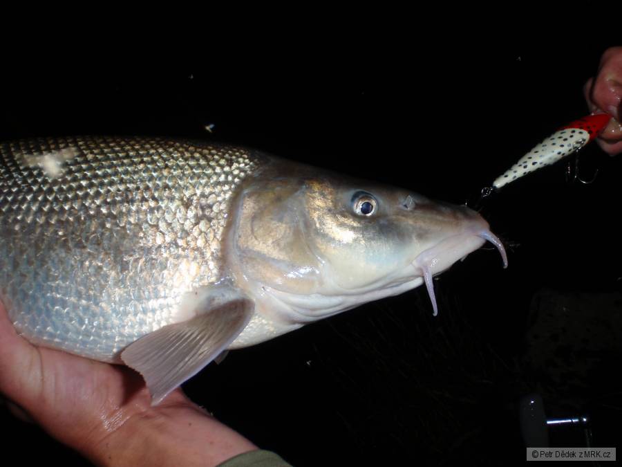 wobler 9cm