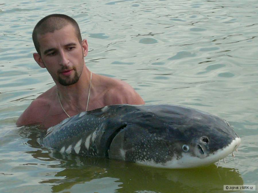 Jeseter Ruský 189cm 50,3kg