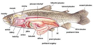 anatomije