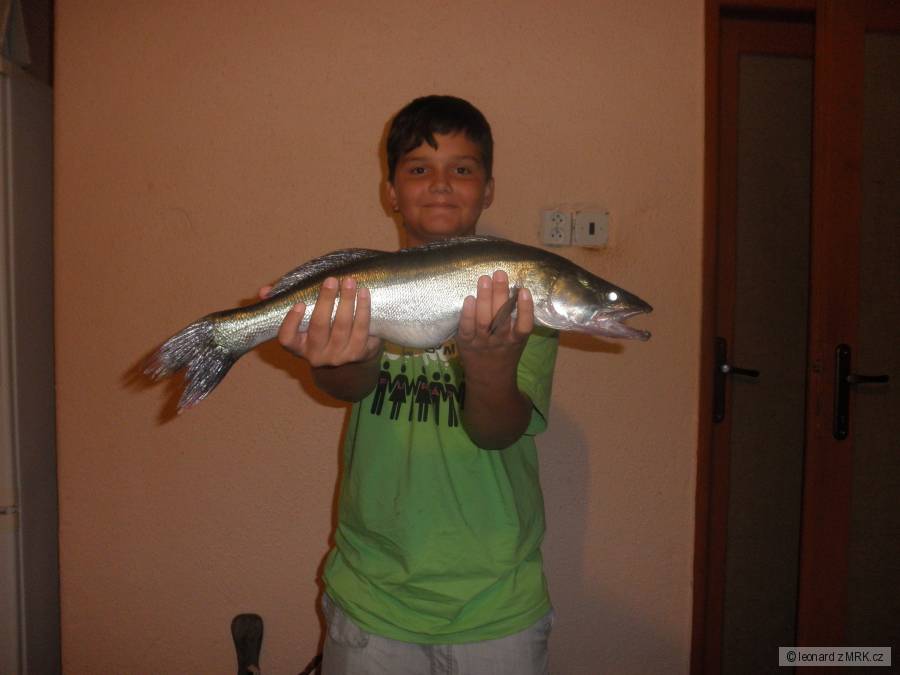 Môj zubáč 56cm