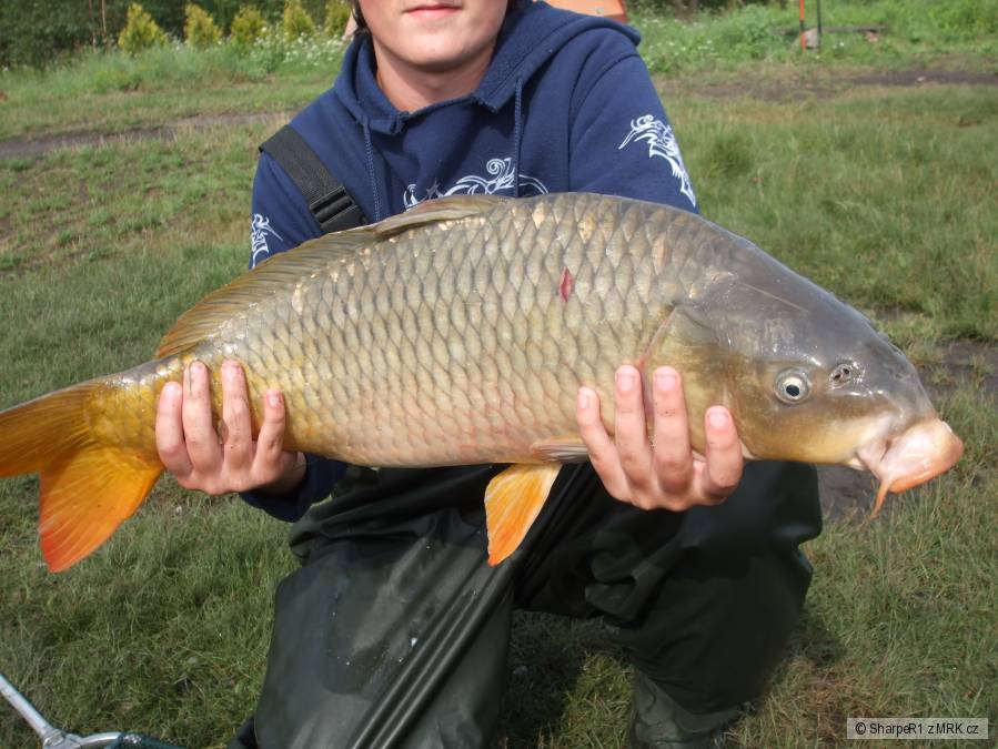 Kapr obecný (73cm)