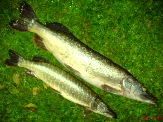 stičky