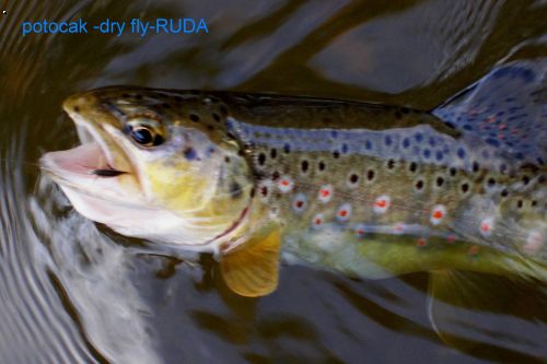 ruda