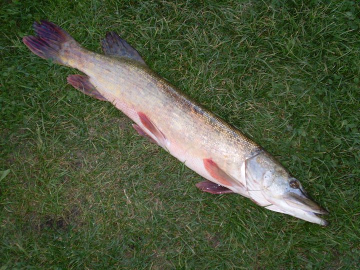 To je moje trofejní...80 cm, neni moc ale potěšila