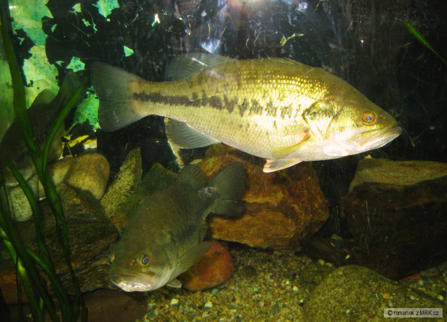 Black-bass z Ebra