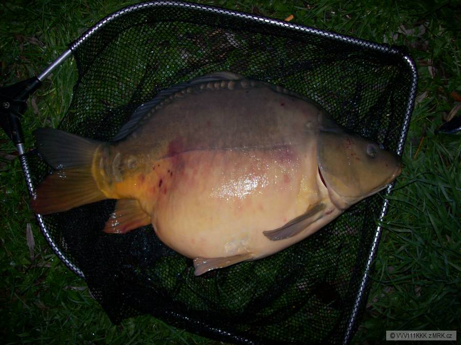 Kulička z Dyje 60cm/7,5kg 2008/11/14
