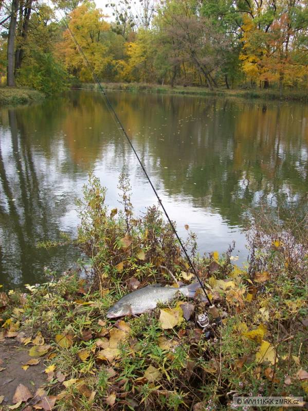 Bolen drav� 2009/10/30 