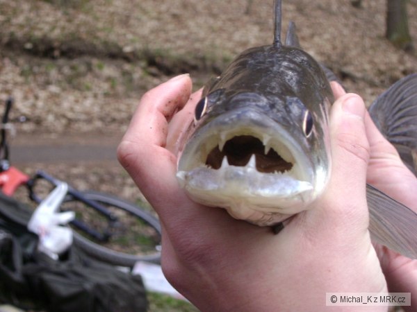 Zubatec