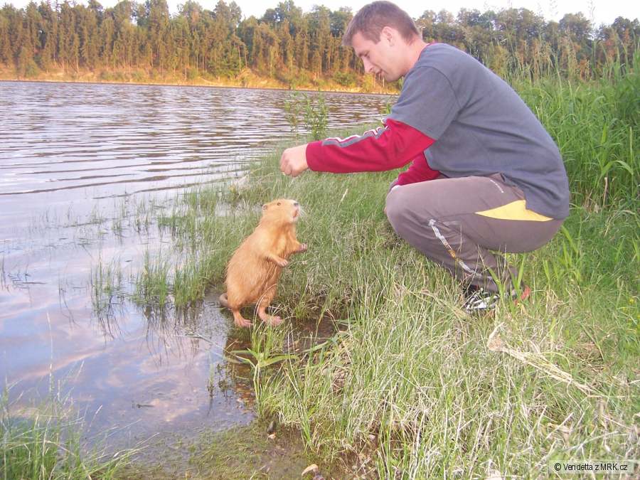 Nutrie