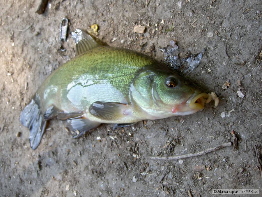 Línek