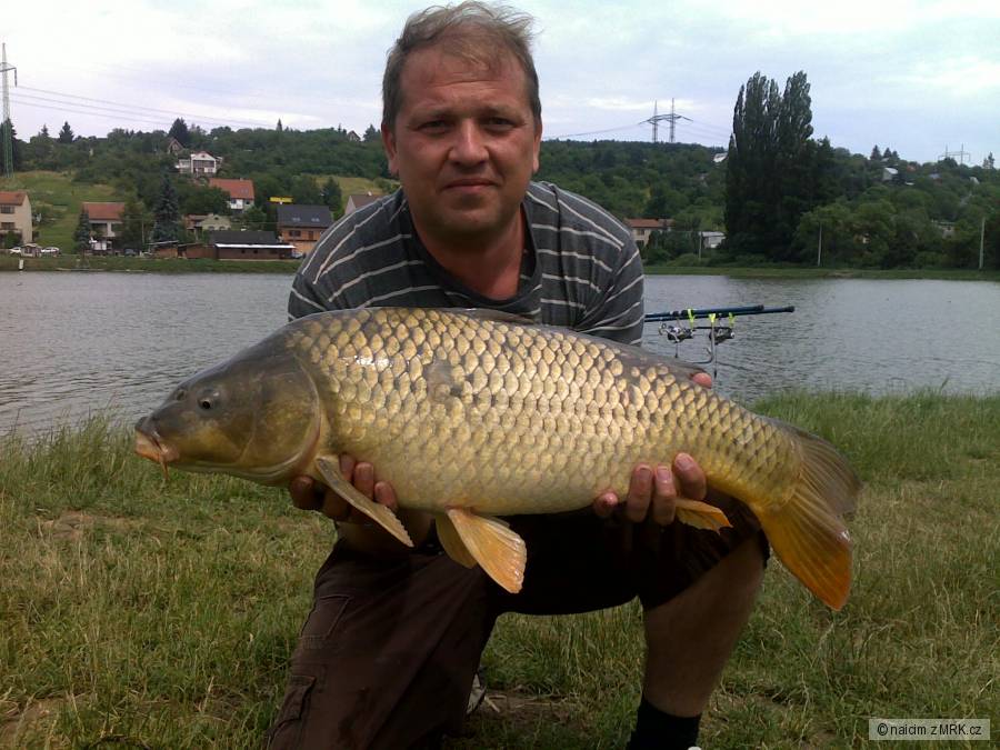 naicim kapr - 85 cm