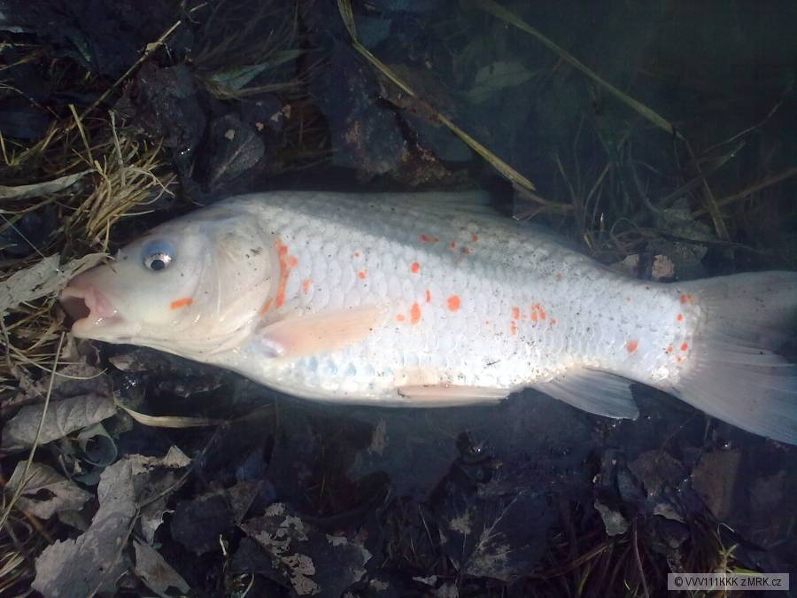 Koi kapr2 2011/3/13