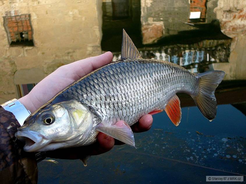 Jelec tloušť 35 cm
