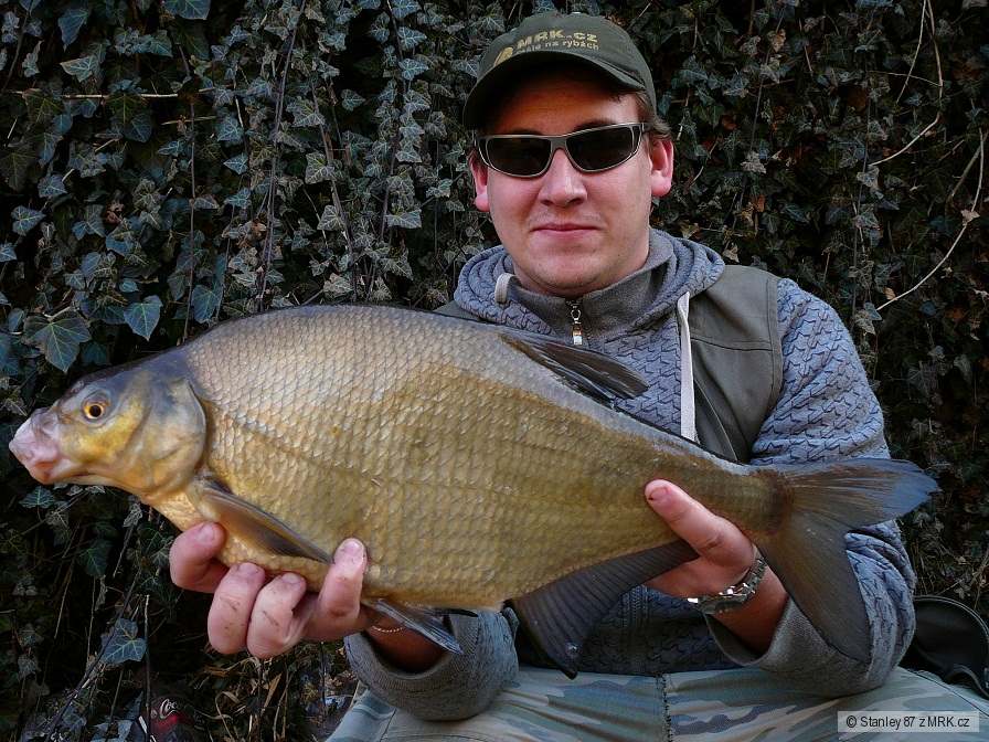 Cejn velký 54 cm